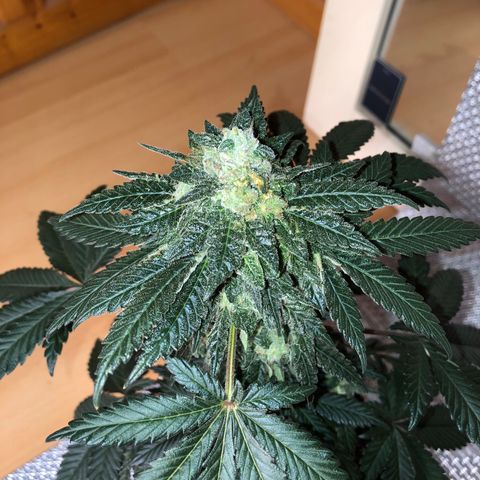 OG Kush growlog photo: Regado solo agua Ph