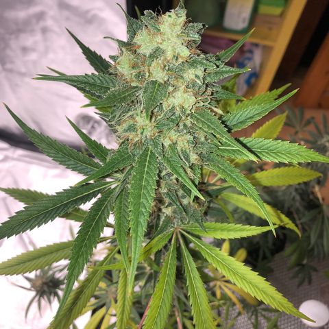 Critical x Somango  growlog timeline photo