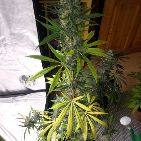 Critical x Somango  growlog timeline photo