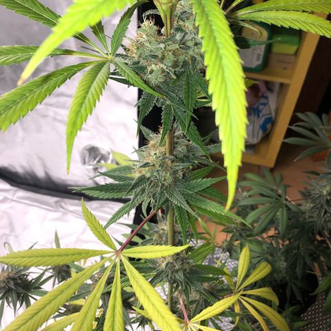Critical x Somango  growlog timeline photo