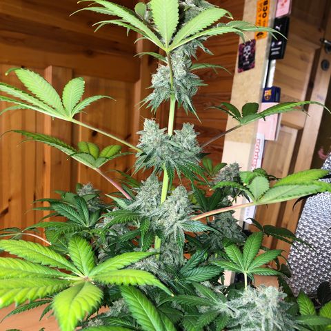 Super Boof growlog timeline photo