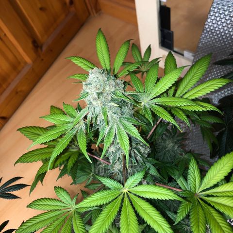 Super Boof growlog timeline photo