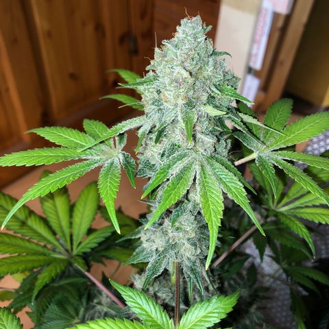 Super Boof growlog timeline photo