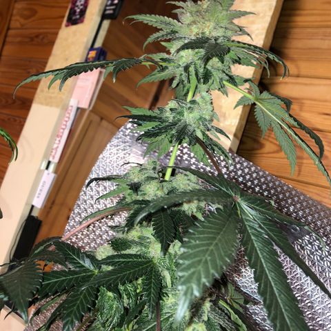 OG Kush growlog timeline photo