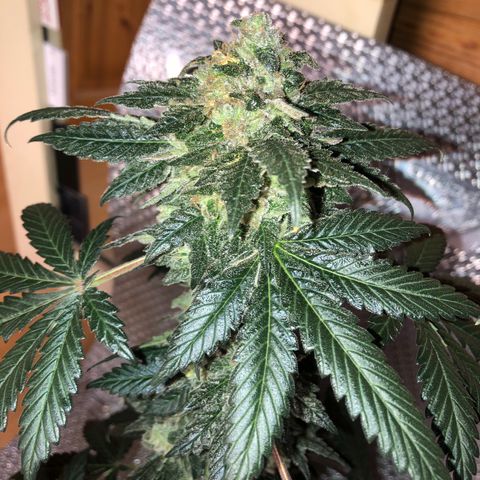 OG Kush growlog timeline photo
