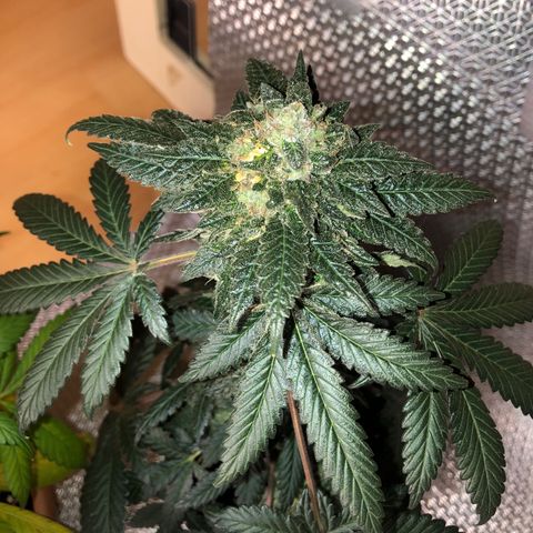 OG Kush growlog timeline photo