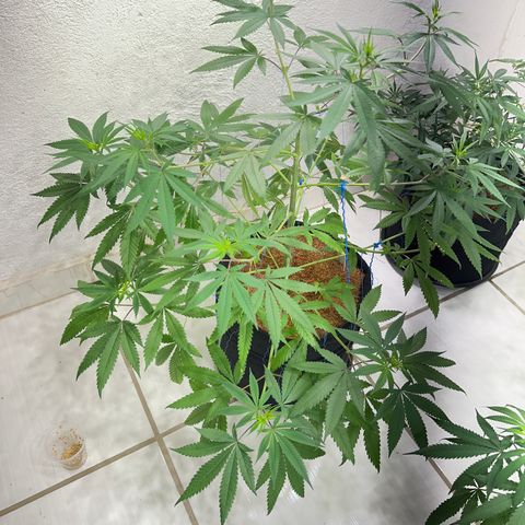 PURPLE GHOST CANDY #2 growlog timeline photo