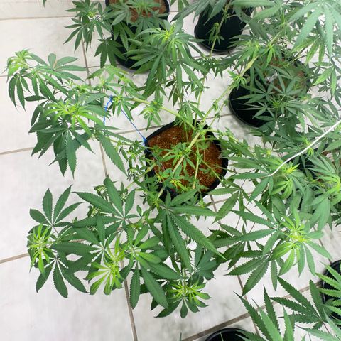 PURPLE GHOST CANDY #1  growlog timeline photo