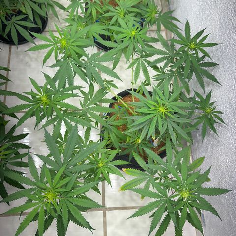 FRUIT #1 growlog timeline photo
