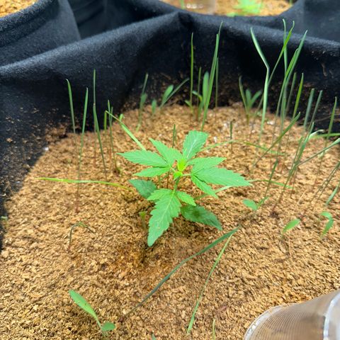 THCV growlog timeline photo