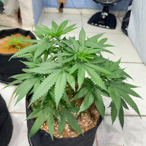 OG #2 growlog timeline photo