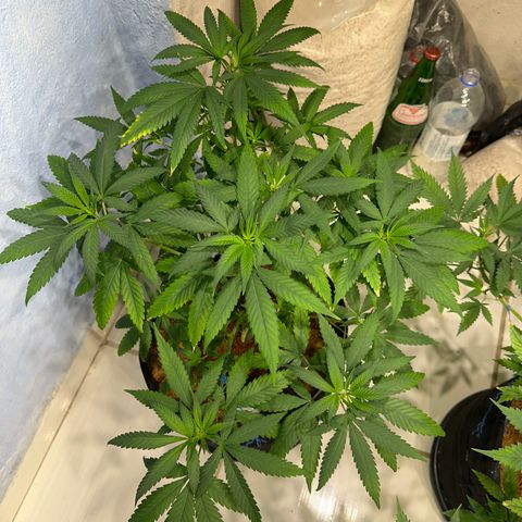 SIDERAL #2 growlog timeline photo