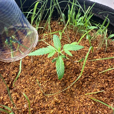 BANANA BISCOTT  growlog timeline photo