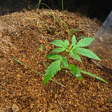 Doctor Seedsman CBD 30:1 growlog timeline photo