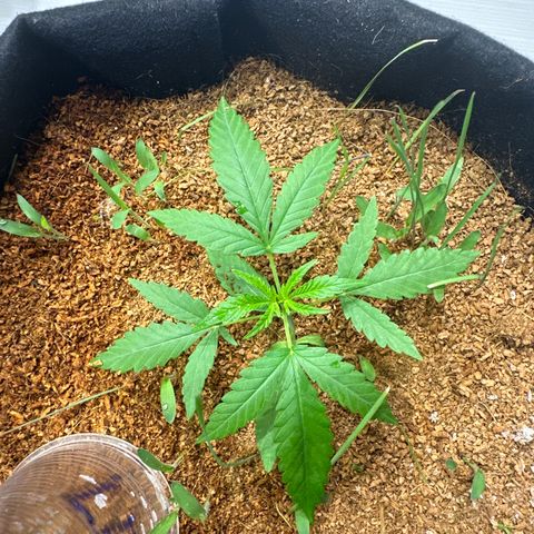 LEMON CHELLO growlog timeline photo