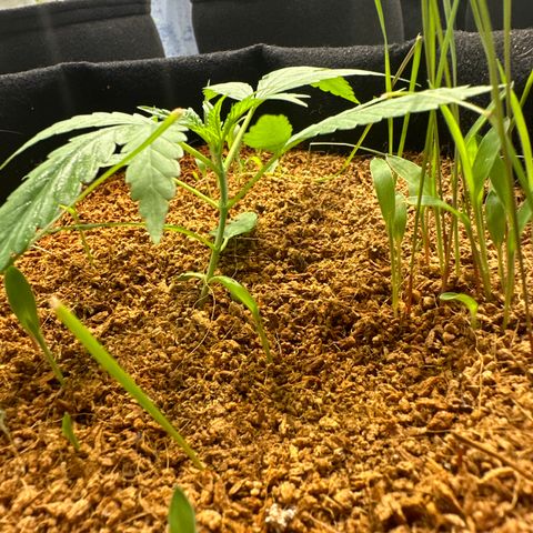 LEMON CHELLO growlog timeline photo