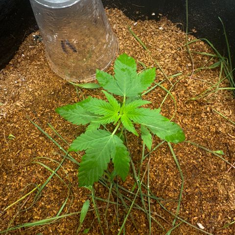 THCV growlog timeline photo