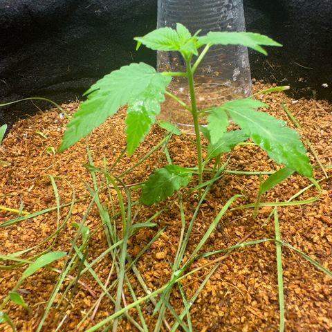 THCV growlog timeline photo
