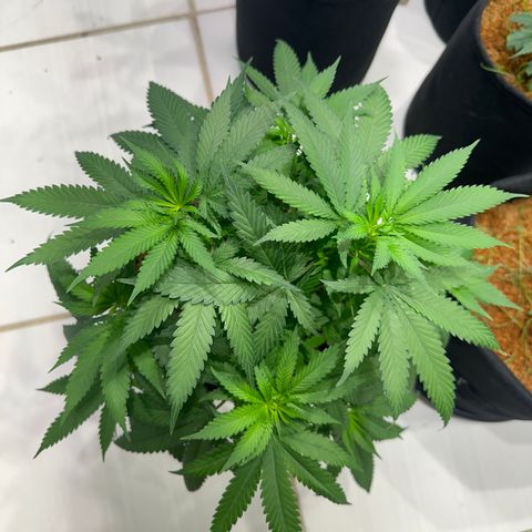 OG #2 growlog timeline photo