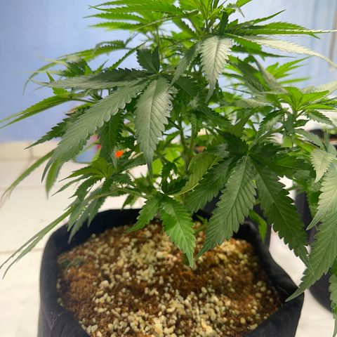 OG #2 growlog timeline photo