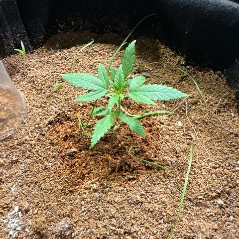 Doctor Seedsman CBD 30:1 growlog timeline photo