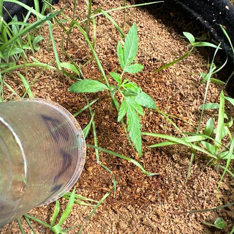 BANANA BISCOTT  growlog timeline photo