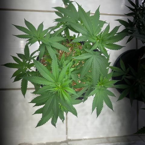 OG #2 growlog timeline photo