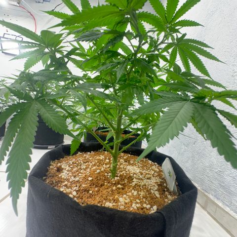 OG #2 growlog timeline photo