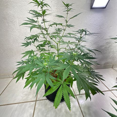 PURPLE GHOST CANDY #2 growlog timeline photo