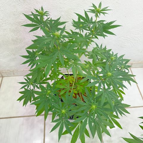 PURPLE GHOST CANDY #2 growlog timeline photo
