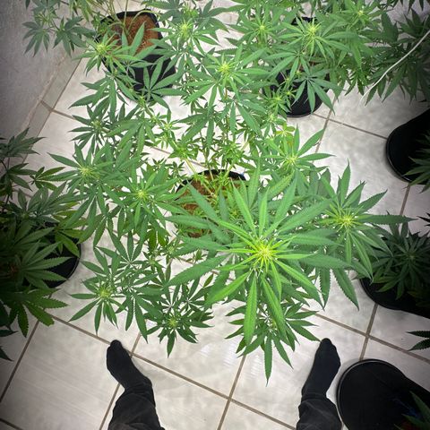 PURPLE GHOST CANDY #1  growlog timeline photo