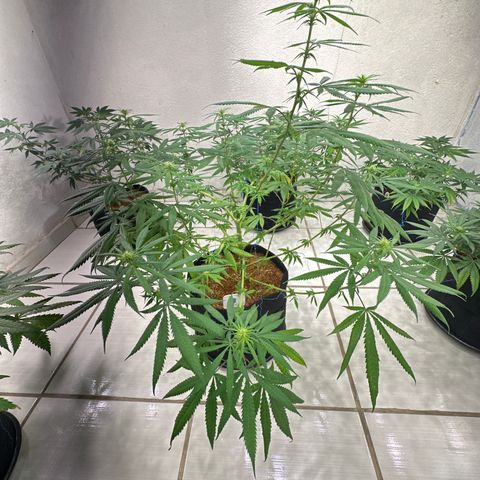 PURPLE GHOST CANDY #1  growlog timeline photo