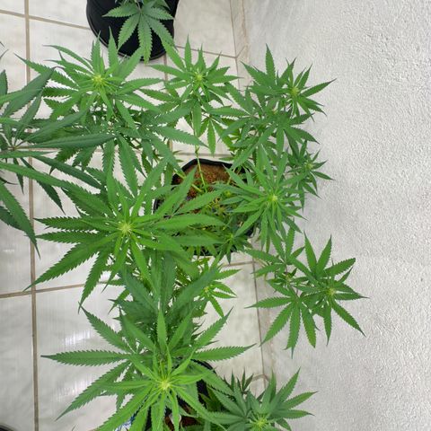 FRUIT #1 growlog timeline photo