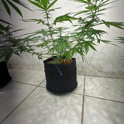 FRUIT #1 growlog timeline photo