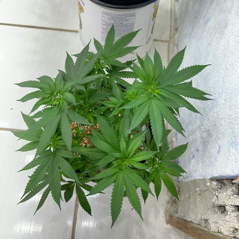OG #2 growlog timeline photo