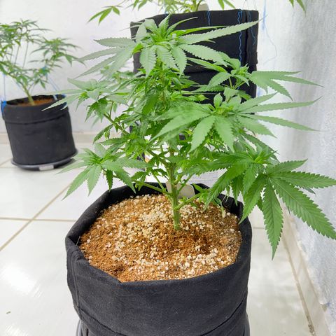 OG #2 growlog timeline photo