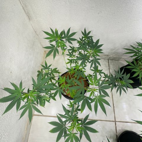 FRUIT #2 growlog timeline photo