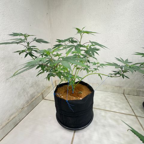 FRUIT #2 growlog timeline photo