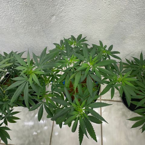 SIDERAL #2 growlog timeline photo