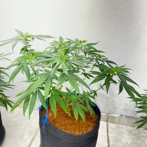 SIDERAL #2 growlog timeline photo