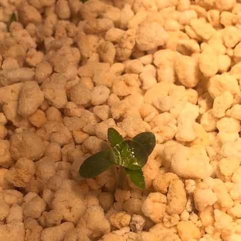 PINEAPPLE EXPRESS growlog timeline photo