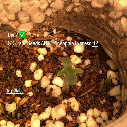 PINEAPPLE EXPRESS growlog timeline photo