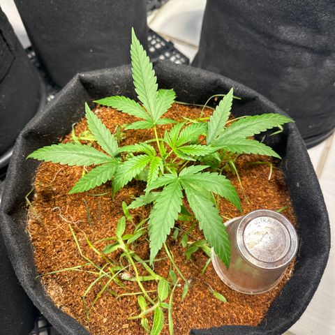 LEMON CHELLO growlog timeline photo