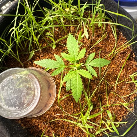 BANANA BISCOTT  growlog timeline photo