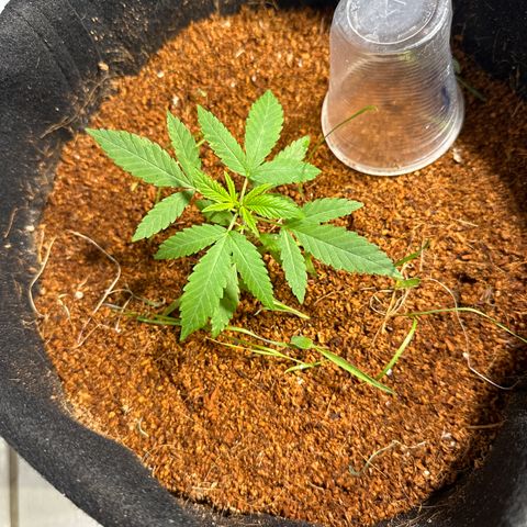 Doctor Seedsman CBD 30:1 growlog timeline photo