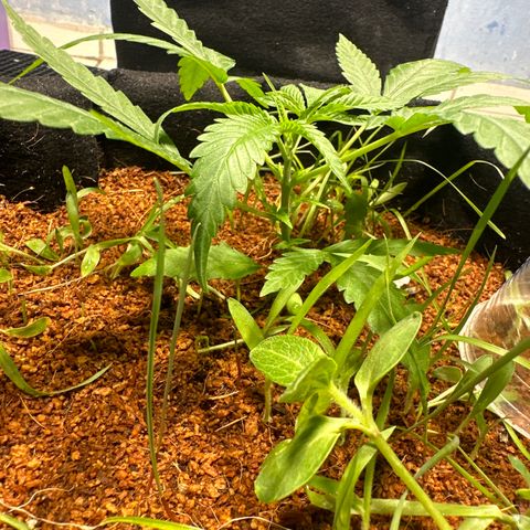 LEMON CHELLO growlog timeline photo
