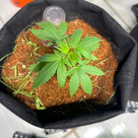THCV growlog timeline photo