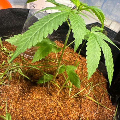 THCV growlog timeline photo