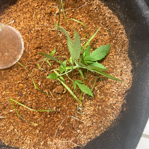 Doctor Seedsman CBD 30:1 growlog timeline photo