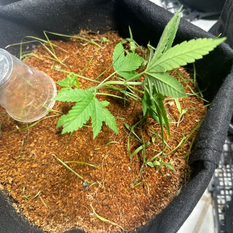 THCV growlog photo: LST